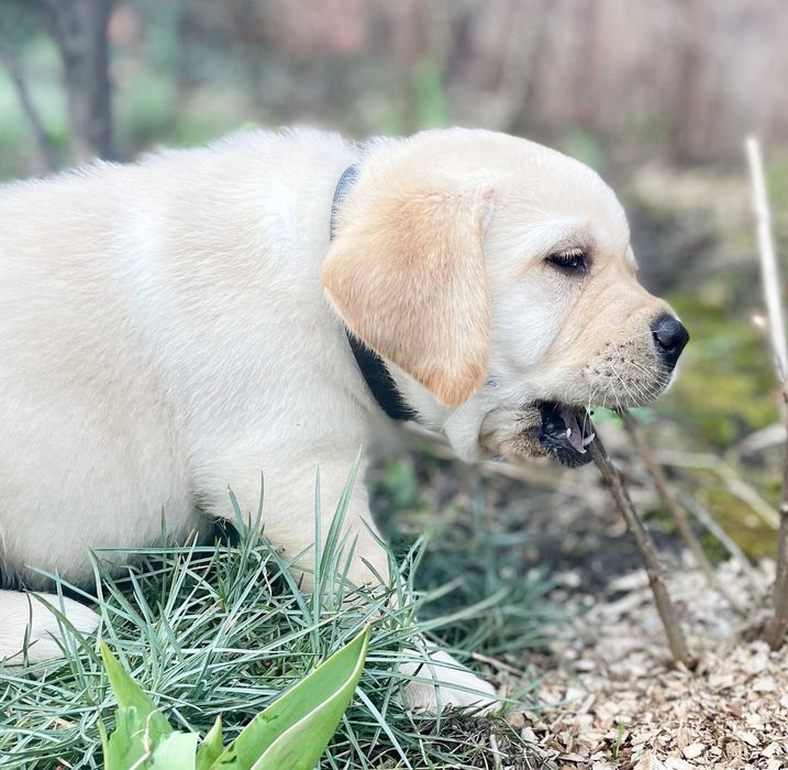 Видео) Топ щенки лабрадора ретривера, эксклюзивный помет в Украине.