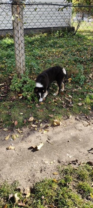 Border Collie ur.09. 06. 2025
