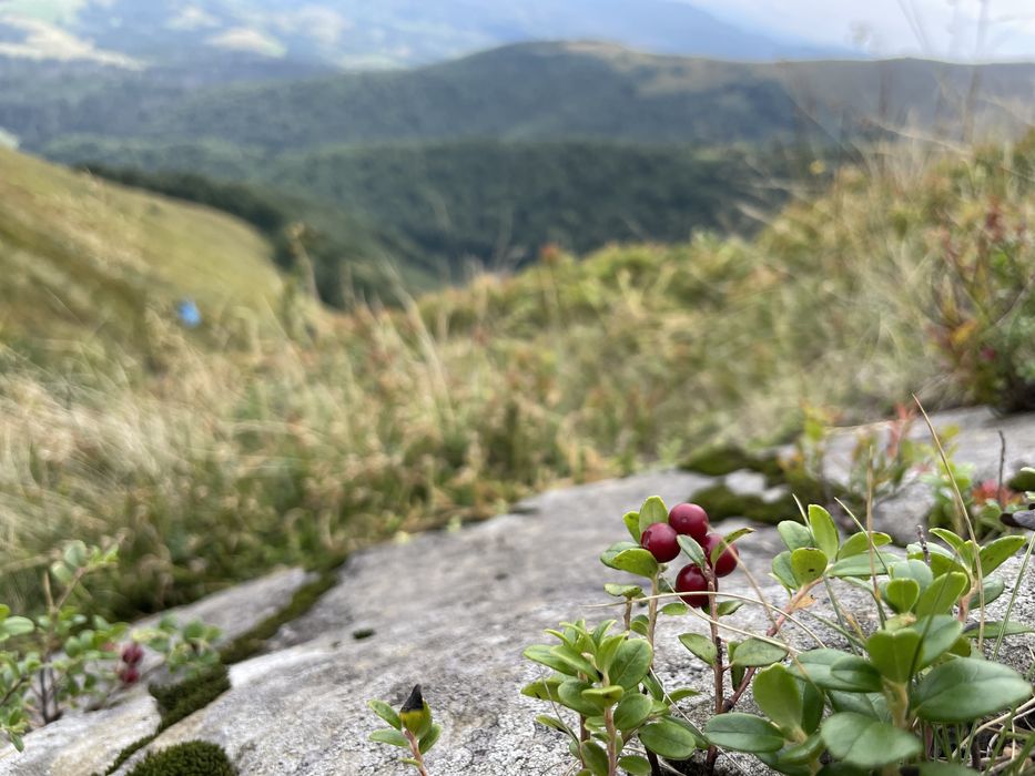 Продаємо свіжозібрану карпатську брусницю