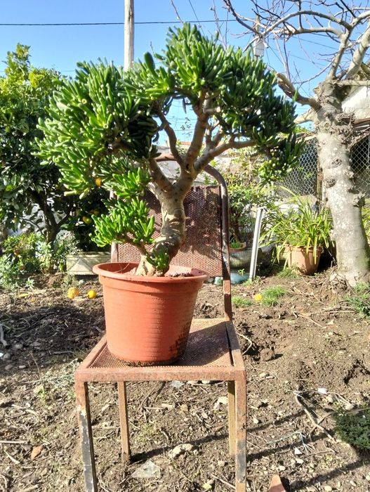 Vendo plantas bonitas apartir de 10€