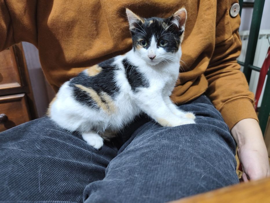 Adoção responsável gatinha