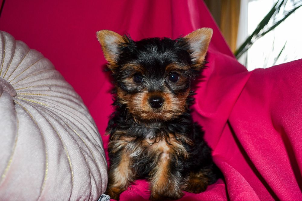 Yorkshire Terrier sczenię ZHPR