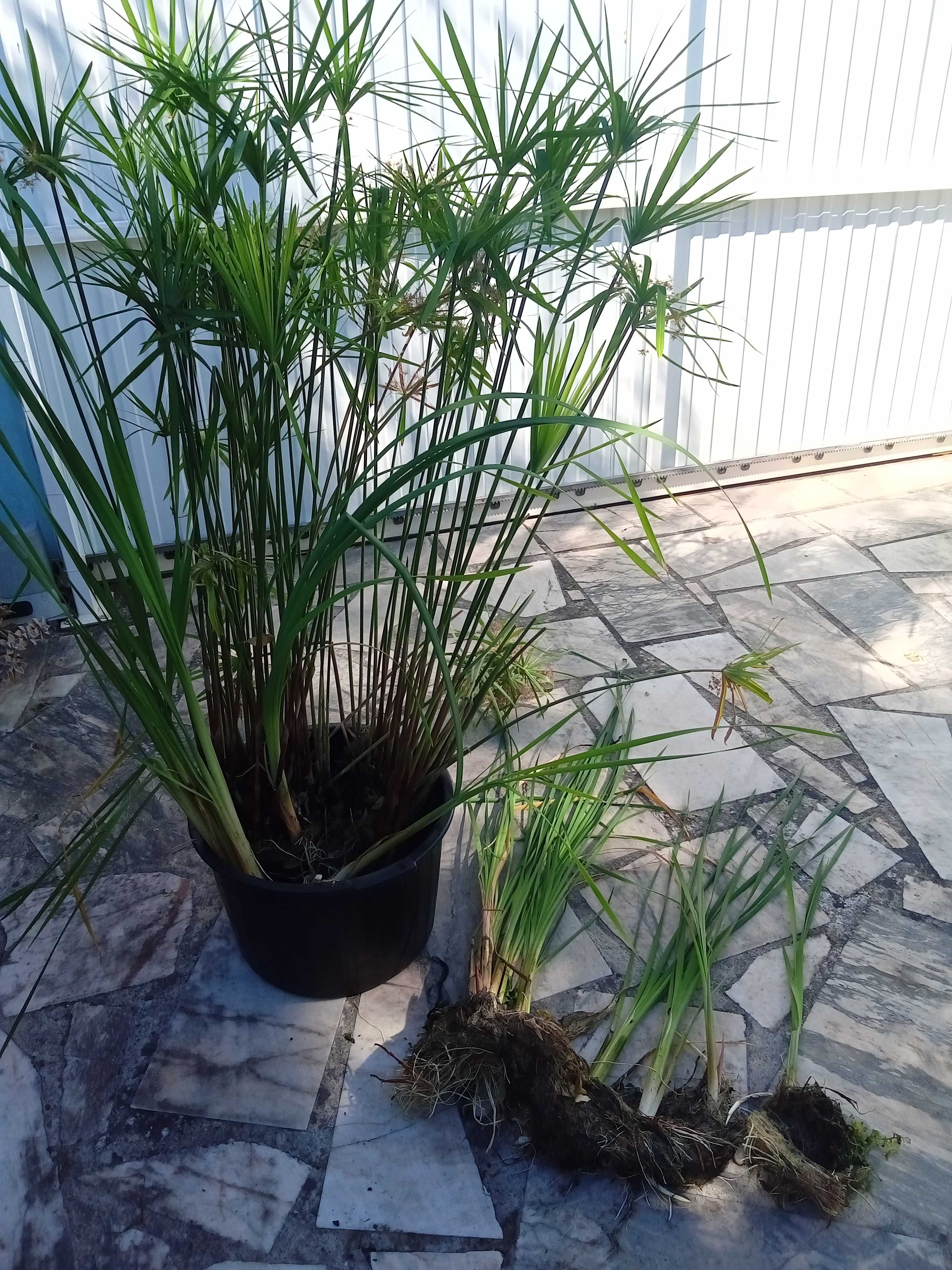 Figueira Pingo de Mel . plantas aquáticas para lagos