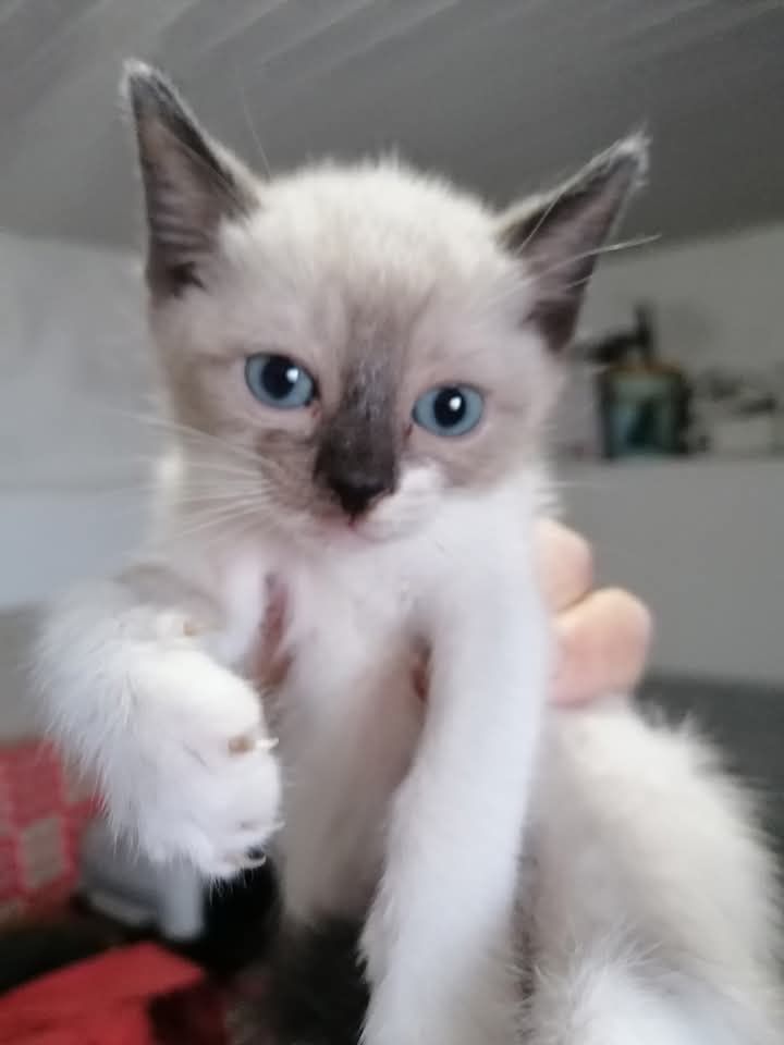 gatinha bebe para adoção responsável