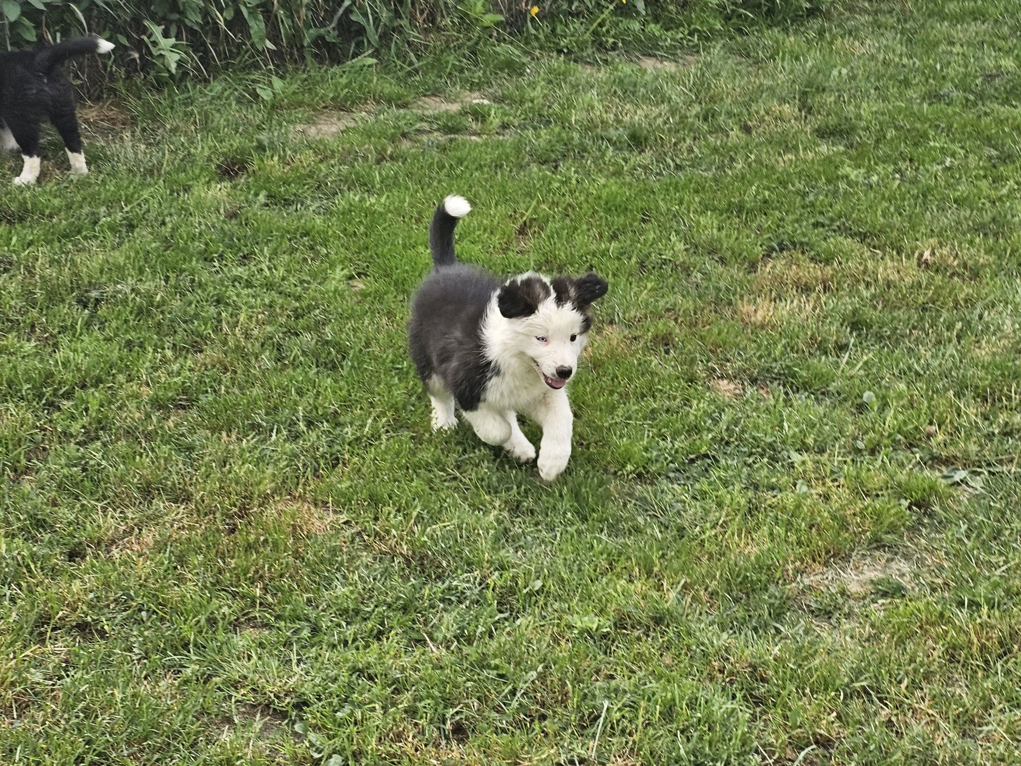 Szczeniaki Border Collie