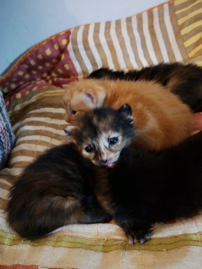 Gatinhos com um mes para doar