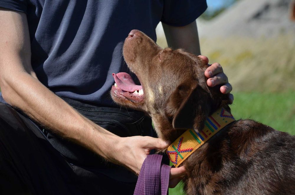 Młody, wesoły, trochę labkowaty Burbon szuka domu