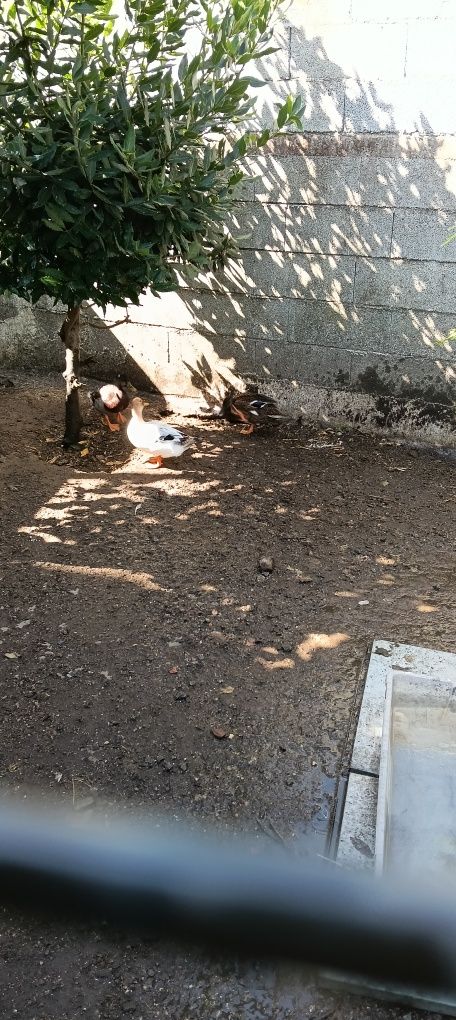 Trio de pato real