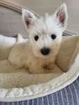 West Highland White Terrier, цуценята