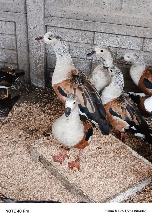 Gęsi ozdobne dorosłe i młode