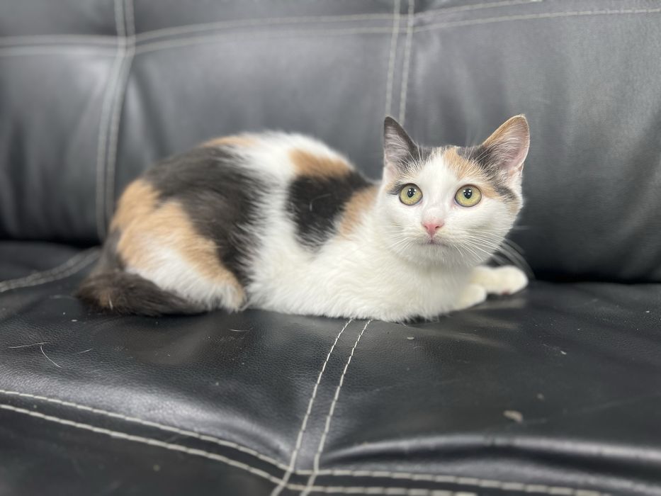 Боня. Кошеня киця 5 міс