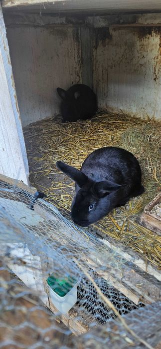 Kroliki wjs i mieszance