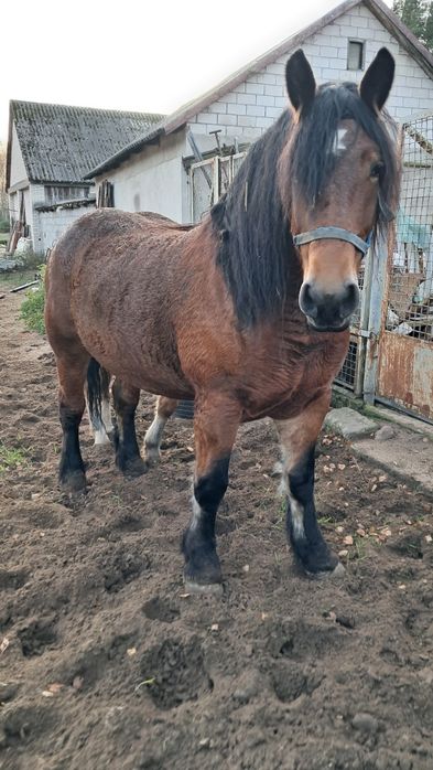 Sprzedam klacz ze źrebówką