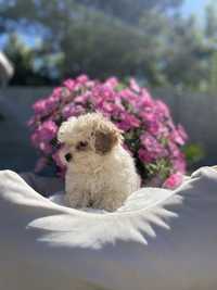 Maltipoo piesek