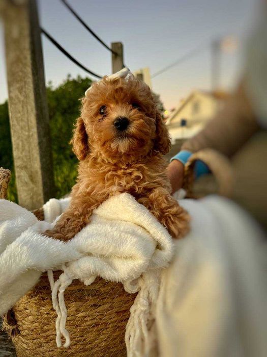 Toy Caniche Mini Micro Menina Disponível