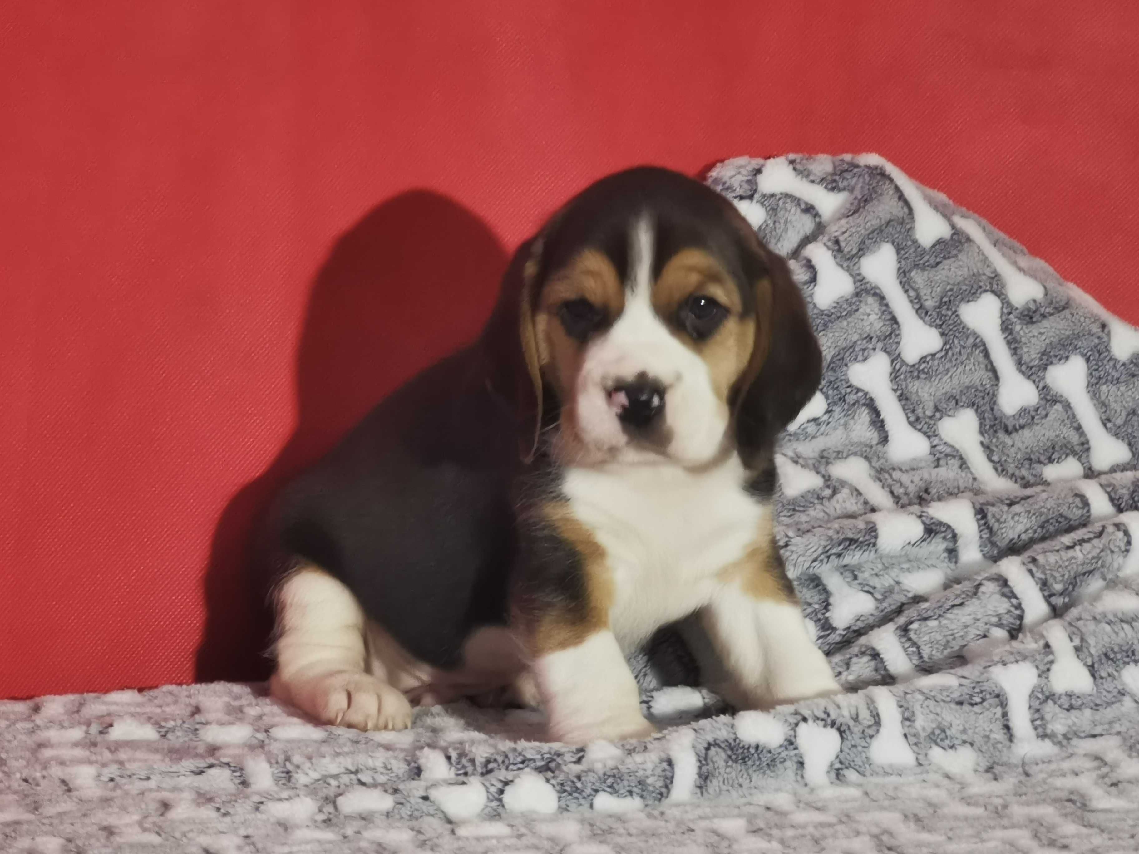 Beagle piękny piesek 2