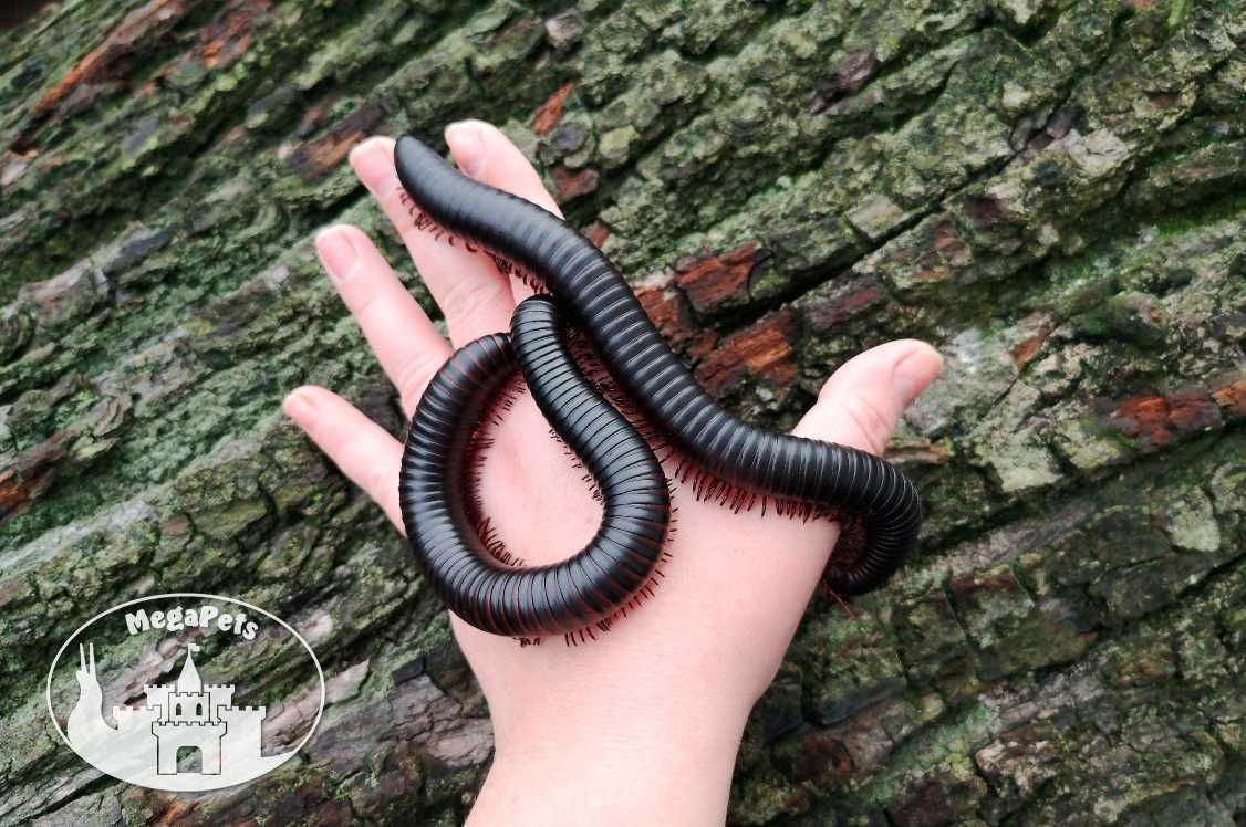 Olbrzymi Archispirostreptus gigas Wije Isopody Stonoga Ślimak Ekipa