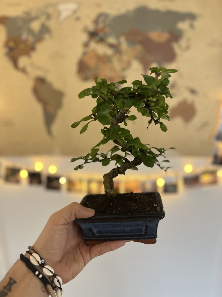 Karmona drobnolistna, bonsai, Idealny prezent