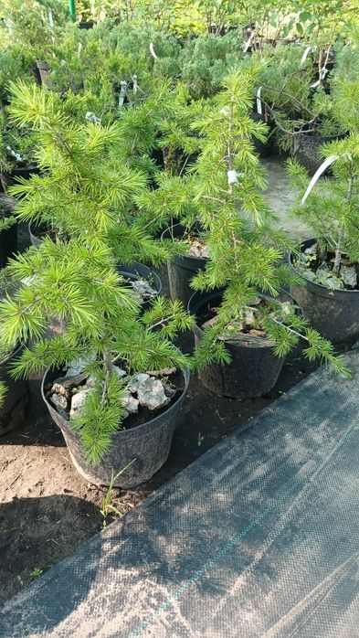 Туя смарагд, туя брабант, кедр