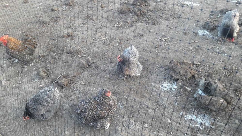 Інкубаційні яйця, міні Кохінхіни