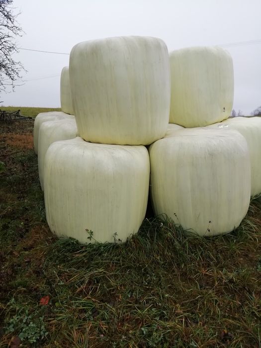 Bele siana i. sianokiszonki 2025 pierwszy i pokos mieszanka. traw