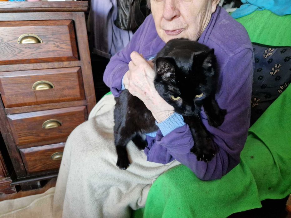 Romeo, uroczy słodziak szuka domku