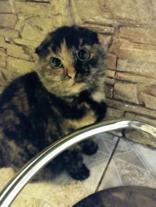 Кішечки БЕЗКОШТОВНО! В добрі руки)