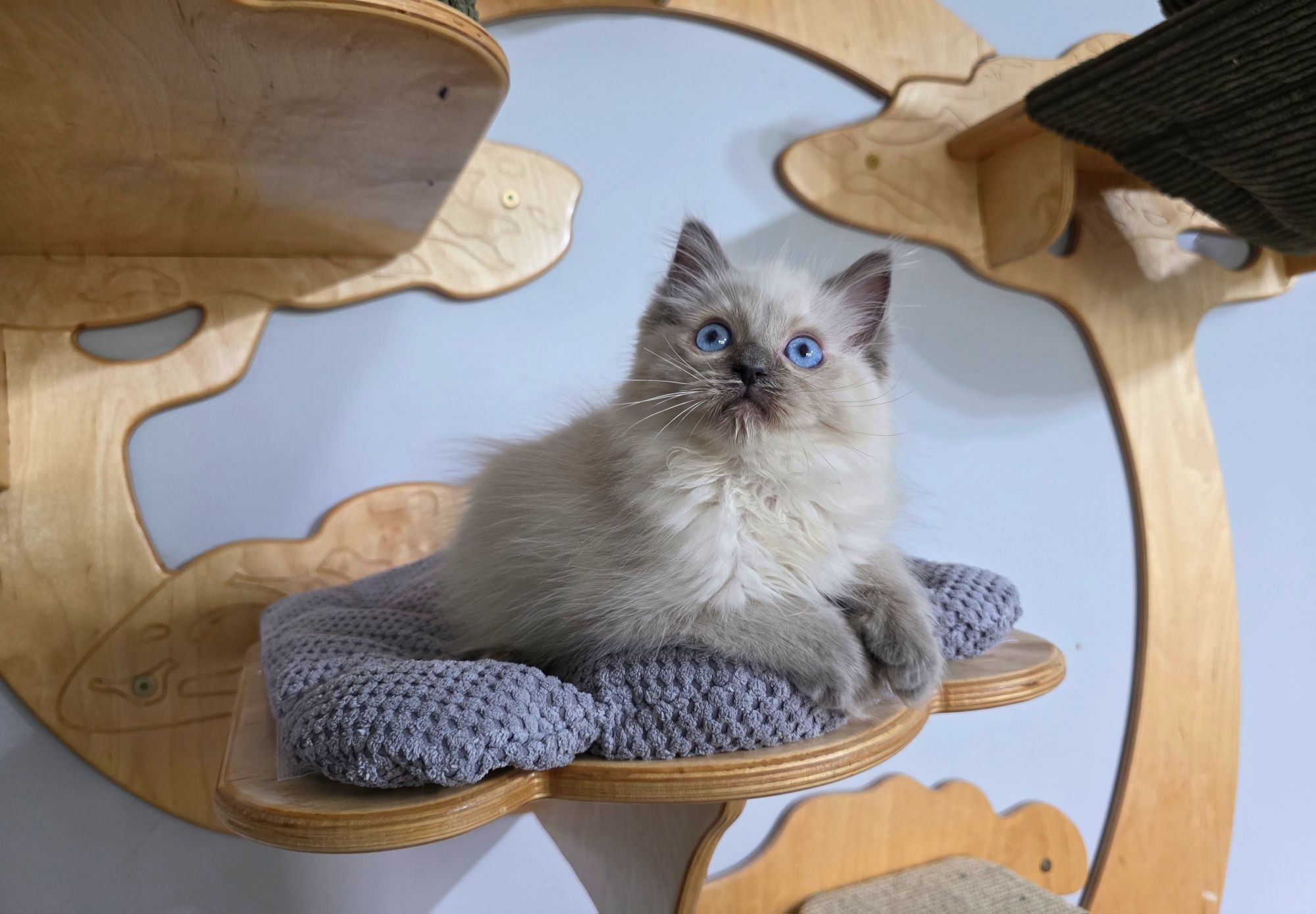 Ragdoll WCF odbiór w czerwcu rodowód honorowany na całym ś