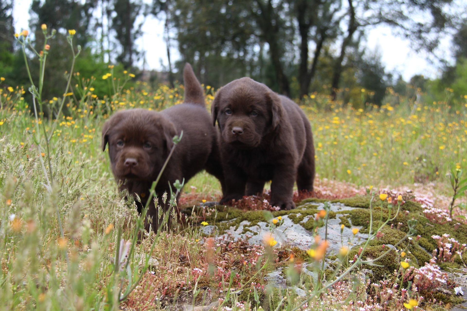 Labrador retriever chocolate com Lop