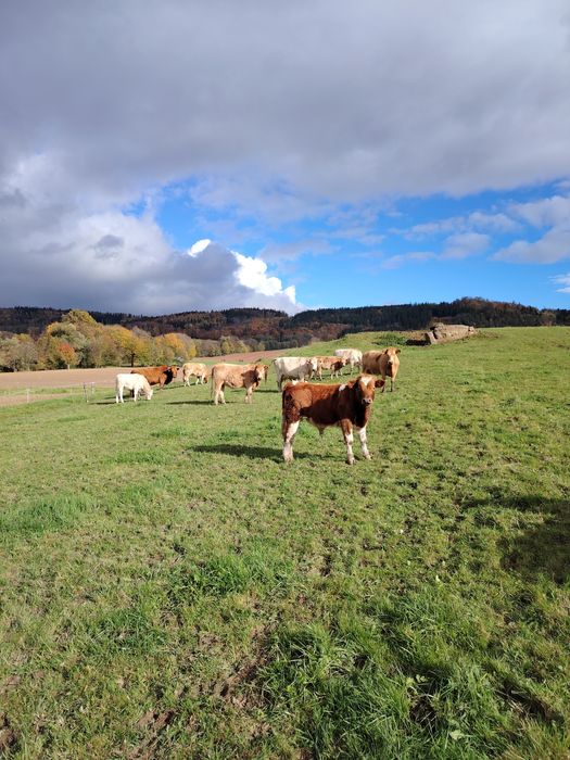 Sprzedam byczki i jałóweczki odsady.