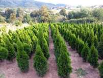 PROMOCJA Thuja smaragd, (tuja szmaragd) 90-100cm wysokości