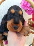 Cocker Spaniel Angielski