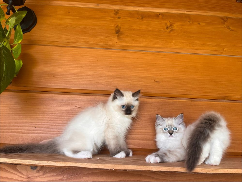 Kocurek piekny seal mitted i colorpoint/badania/FPL