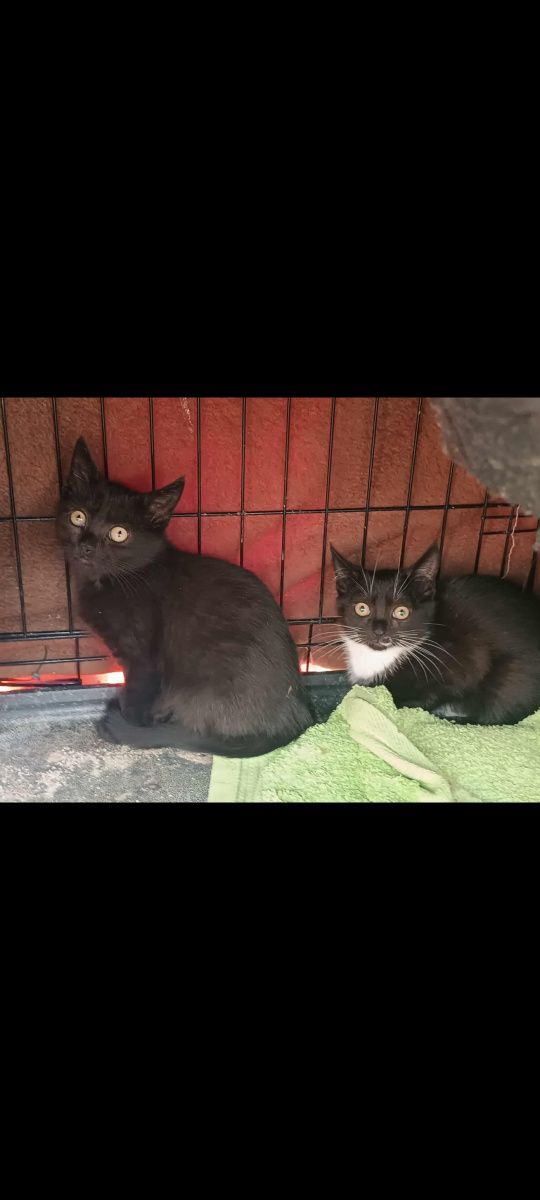 Kotki do adopcji