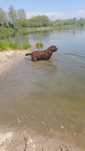 Labrador dorosły piesek