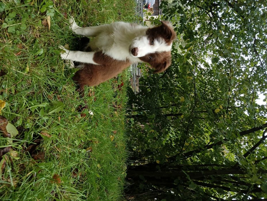 Szczeniak Border Collie –chocolate & White