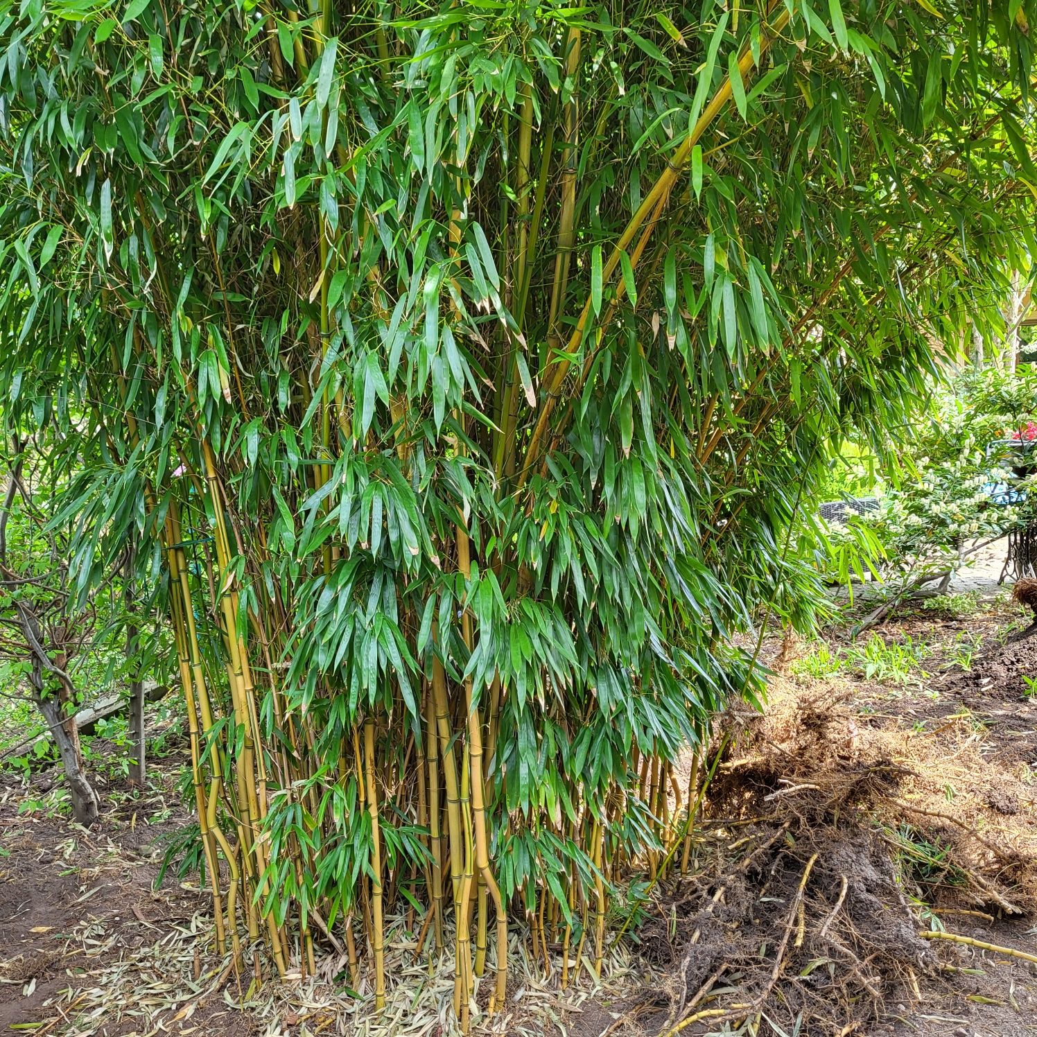 Bambus zimozielony olbrzymi