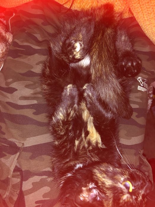 Віддам в добрі руки кицю 3-4 місяці