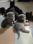 Котята Scottish Fold, и Scottish Straight.