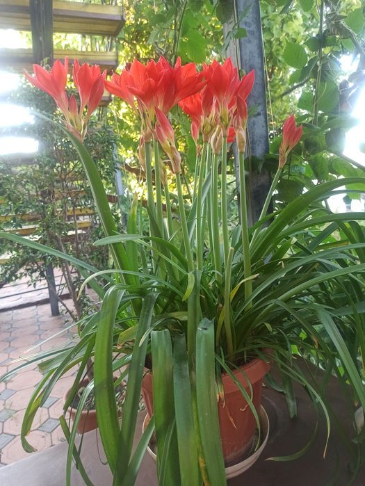 Кімнатні рослиниСадженців асортименті.