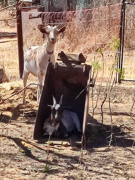Cabras anãs da África Ocidental para venda.