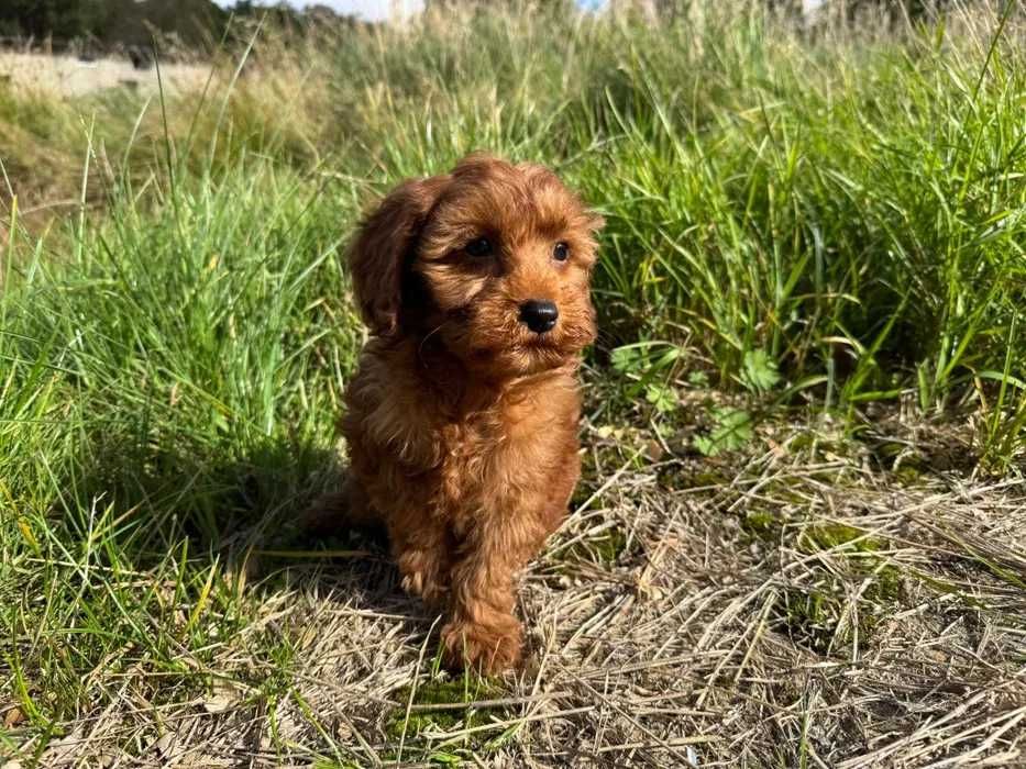 Cavapoo disponível