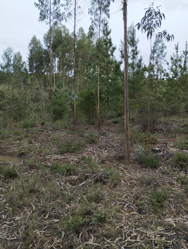 Vendo pinhal,com eucaliptos, Carvalhos e pinheiros