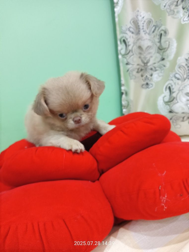 Продажа собак чихуахуа