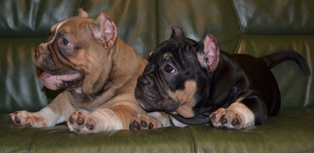 Потужні хлопчики американського буллі