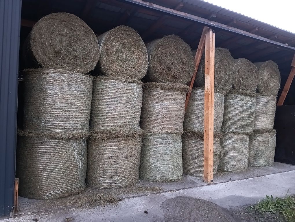 Siano Transport w cenie