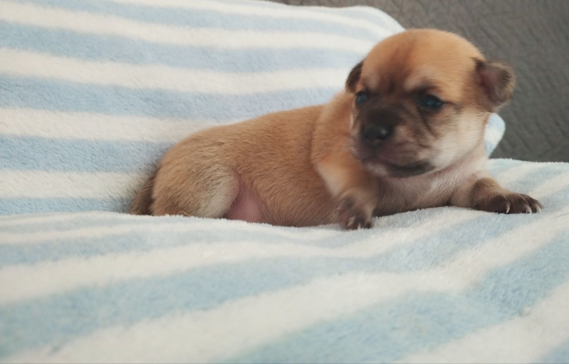 Cachorrinho Chihuahua macho