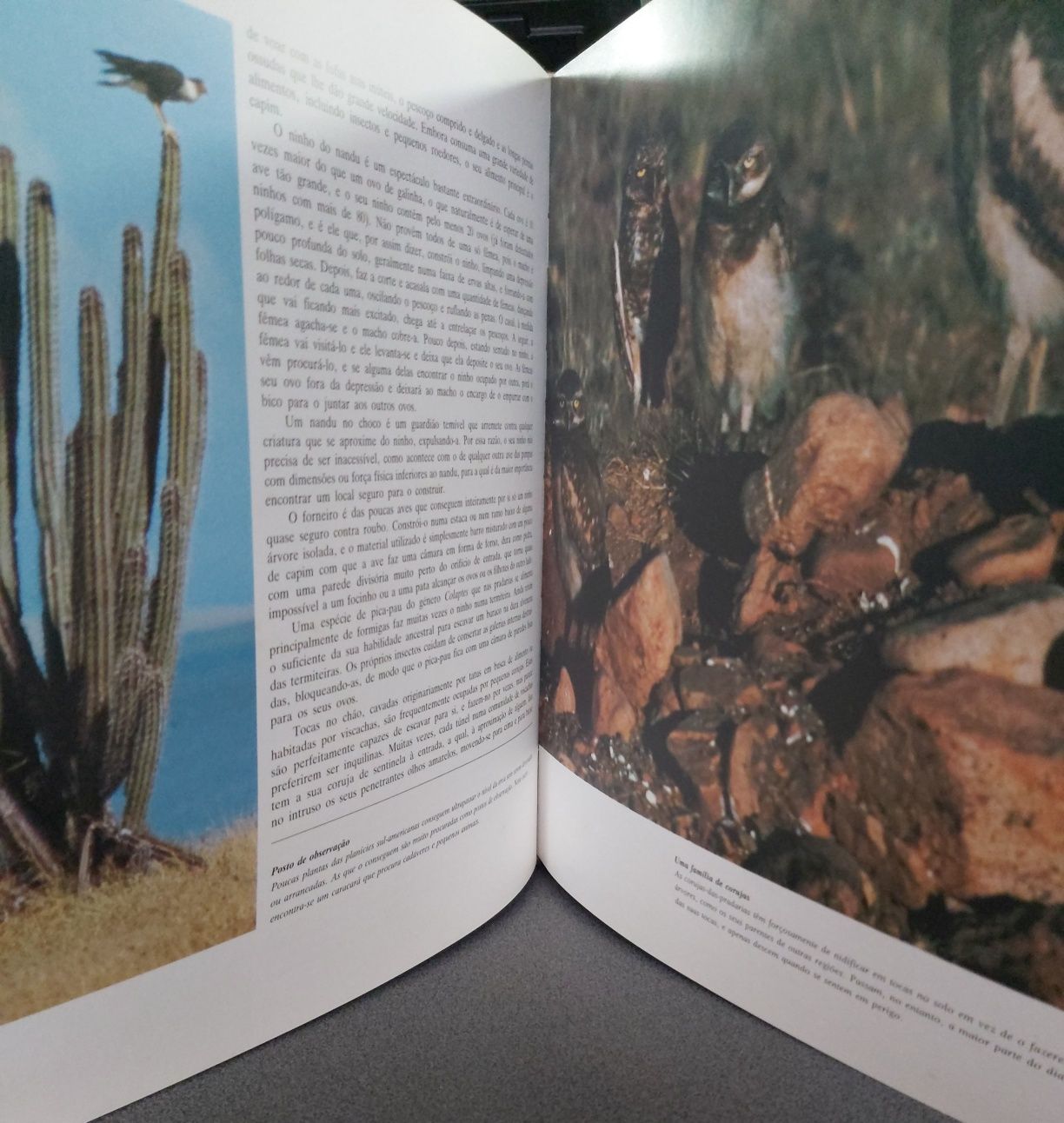 O PLANETA VIVO – David Attenborough