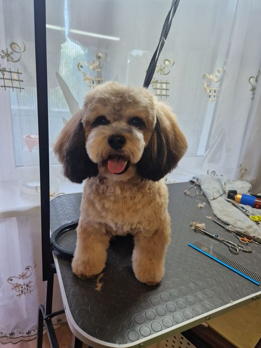 Гуманный груминг собак.