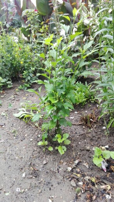 Sadzonki Hibiskusa wielkości od 10 do 100 cm